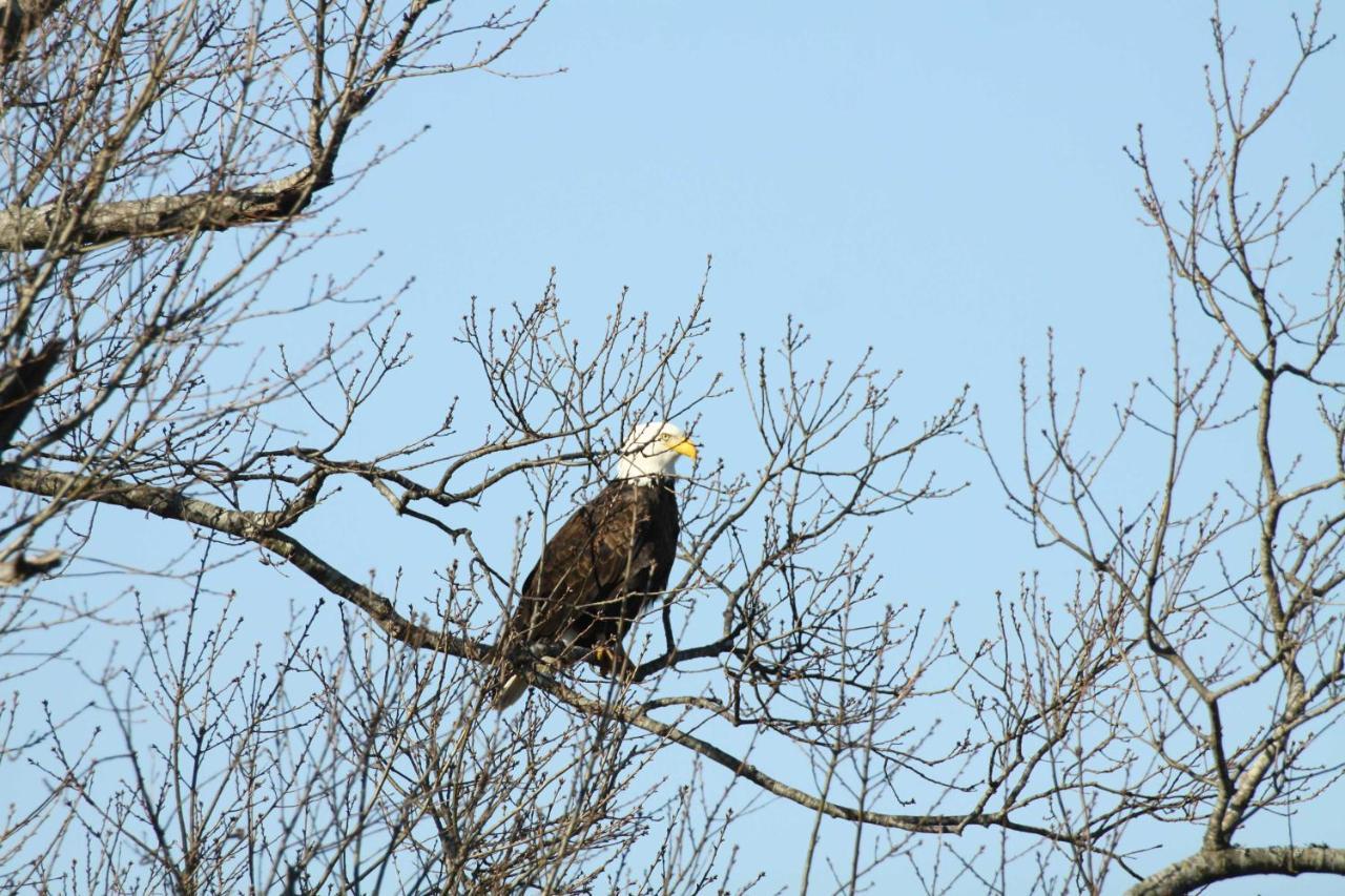 Riverfront Arkansas Retreat Near Fishing And Hiking! Gassville Buitenkant foto